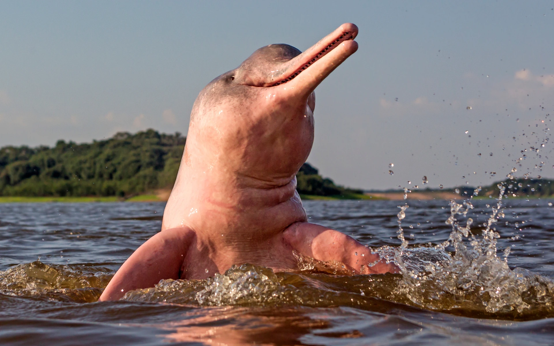 Boto cor de rosa, viagem para Manaus, Amazonas