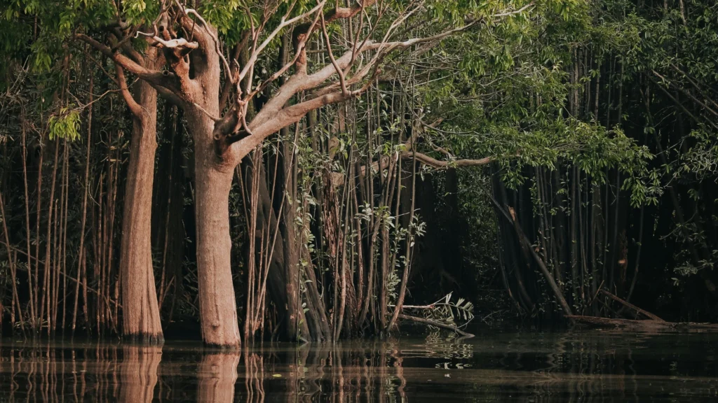 Selva Amazonica, viagem para Manaus, Amazonas