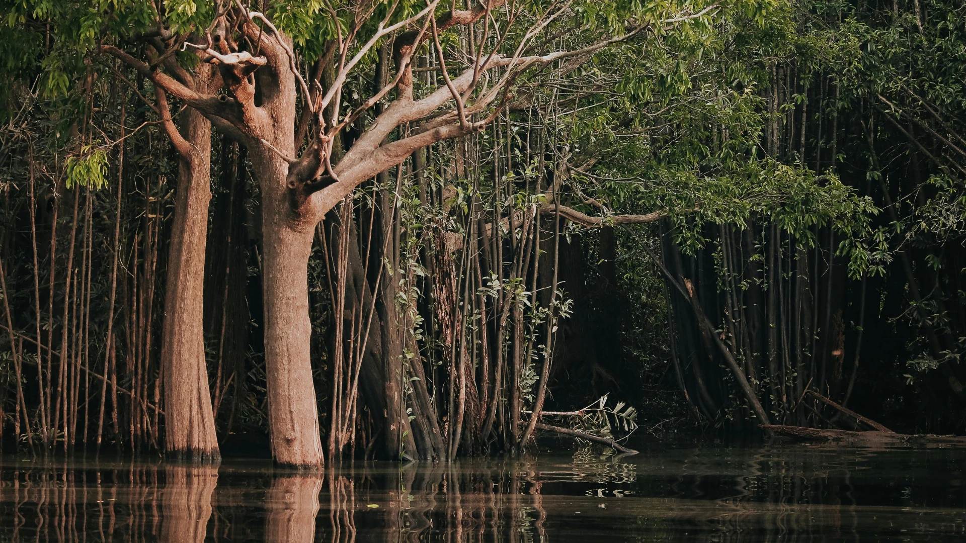Selva Amazonica, viagem para Manaus, Amazonas