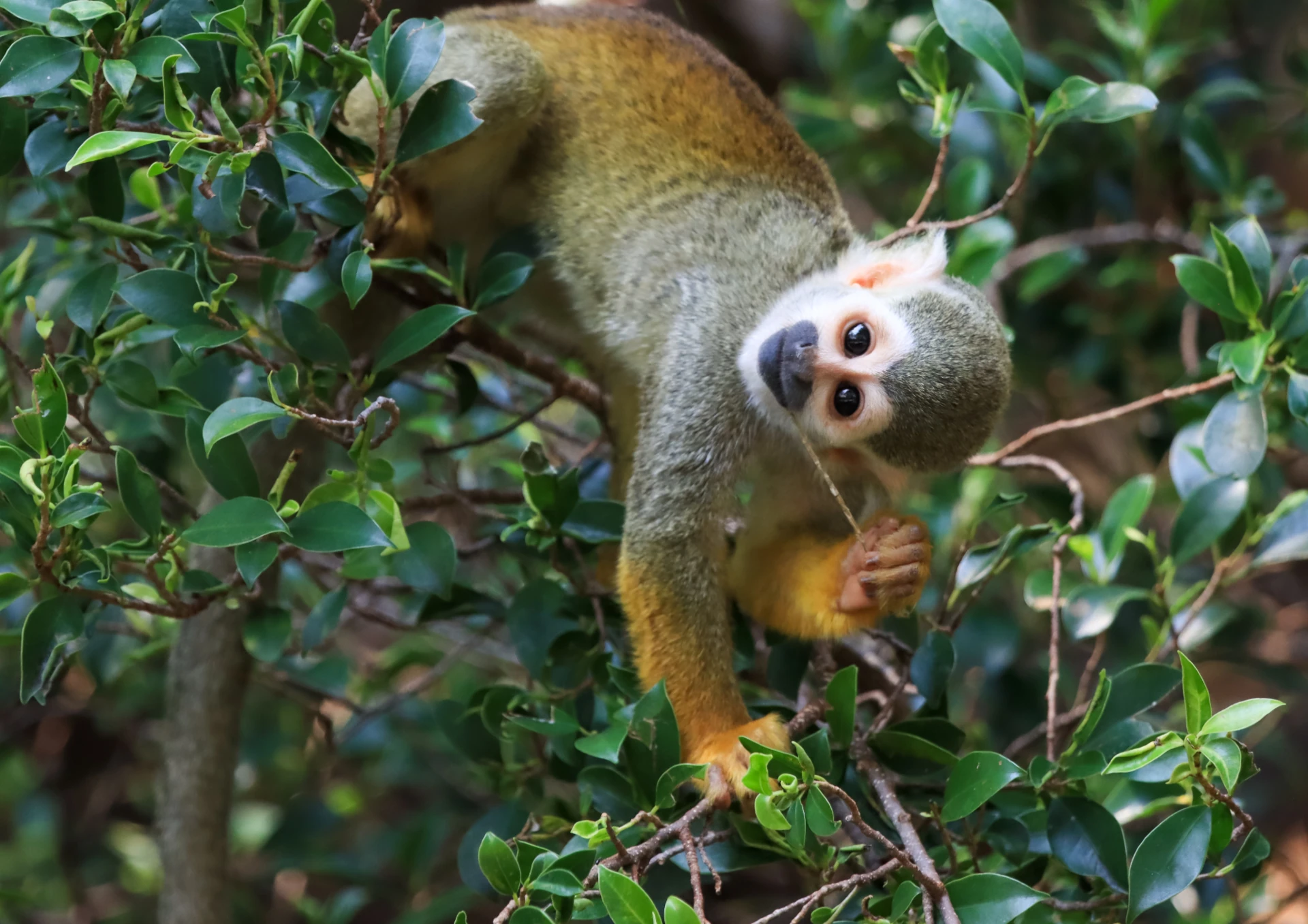 Macacos, viagem para Manaus, Amazonas